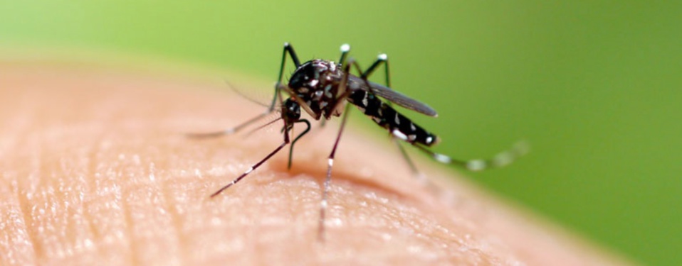 Dengue : 36 cas entre Louga et Dahra