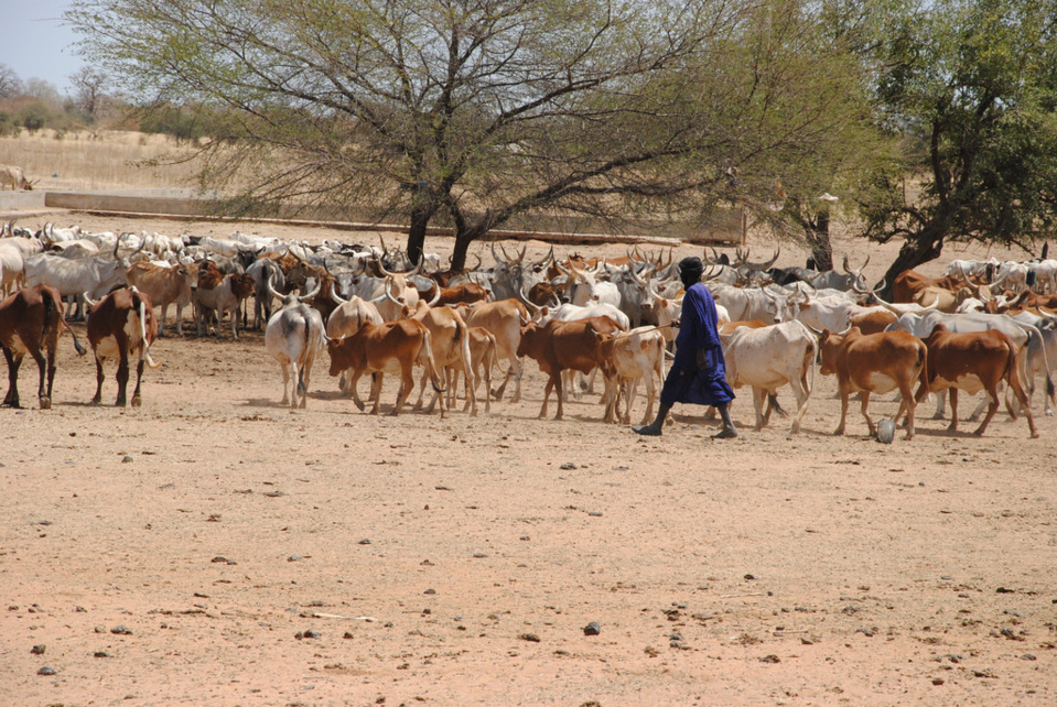 4e Journée nationale de l'élevage: Des organisations appelent à éradiquer les vols de bétail