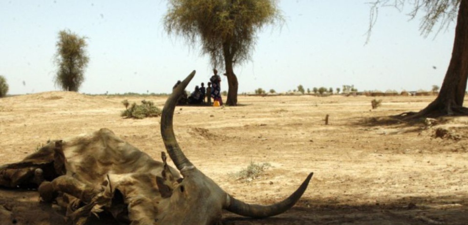 LA SÉCHERESSE DANS LE NORD DU SÉNÉGAL: 245.000 personnes en situation de famine à Podor, Matam, Kanel et Ranérou LA SÉCHERESSE DANS LE NORD DU SÉNÉGAL: 245.000 personnes en situation de famine à Podor, Matam, Kanel et Ranérou