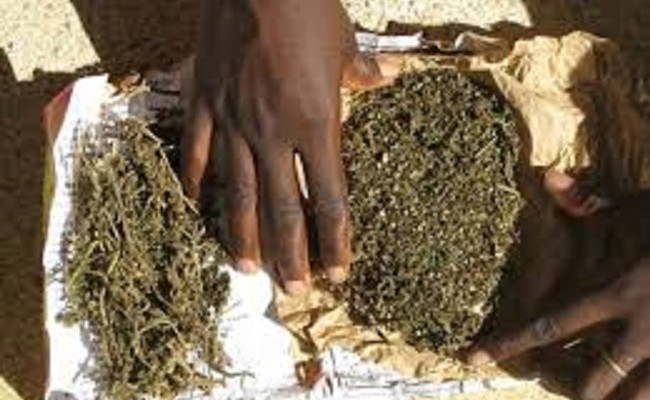 SAISIE DE 1 KG DE DROGUE AU «MARKET» DE THIAROYE: Le dealer récidiviste vendait du yamba pour nourrir sa famille