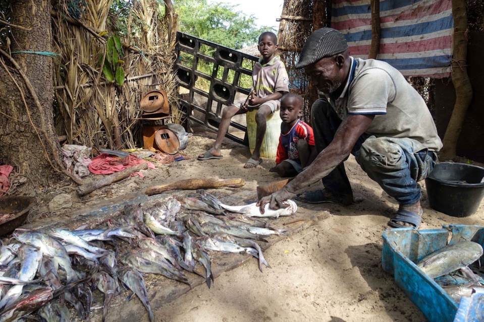 PENURIE DE POISSON A ZIGUINCHOR: Les espèces nobles intouchables sur les marchés PENURIE DE POISSON A ZIGUINCHOR: Les espèces nobles intouchables sur les marchés