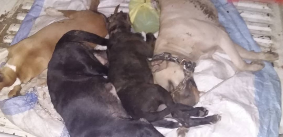 POLÉMIQUE AUTOUR DE LA MISE A MORT DES PITBULLS A PIKINE ICOTAF: Les images des cadavres des chiens de race qui contredisent le sous-préfet Oumar Ndiaye POLÉMIQUE AUTOUR DE LA MISE A MORT DES PITBULLS A PIKINE ICOTAF: Les images des cadavres des chiens de race qui contredisent le sous-préfet Oumar Ndiaye