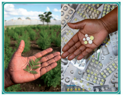 ESSAIS CLINIQUES PARALLELES SUR LE COVID-ORGANICS ET UN REMEDE LOCAL : Un spécialiste débusque un «problème d’éthique» et soupçonne une recherche de gloire et de profit