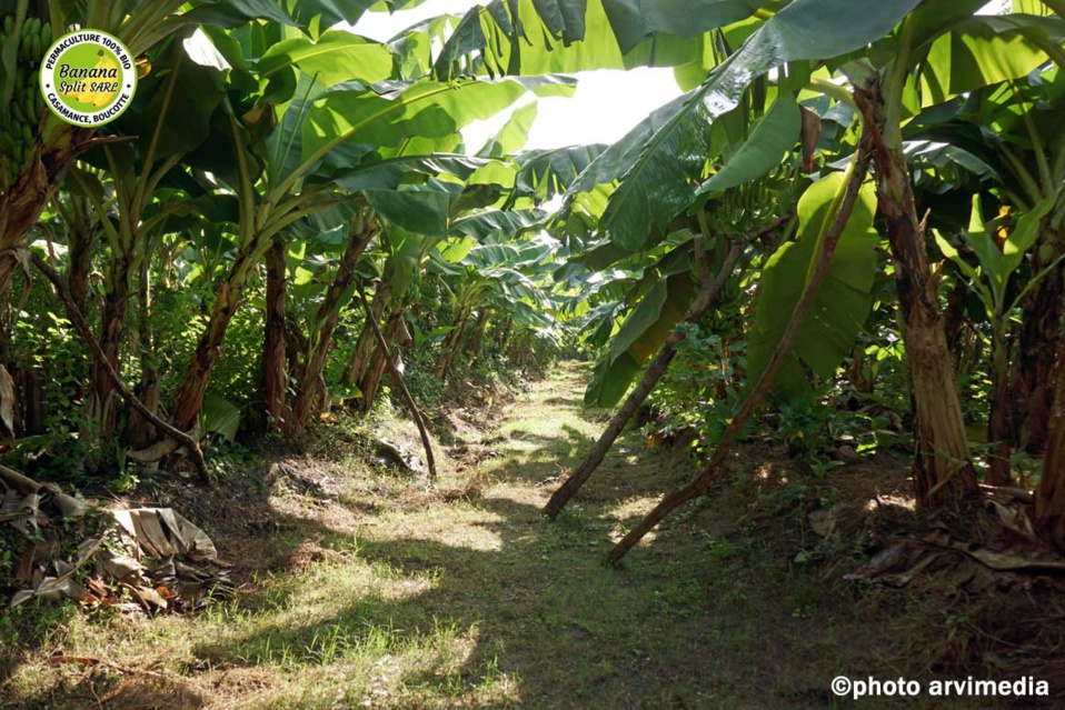 Sédhiou : La tempête déracine 24 616 bananiers à Balantacounda