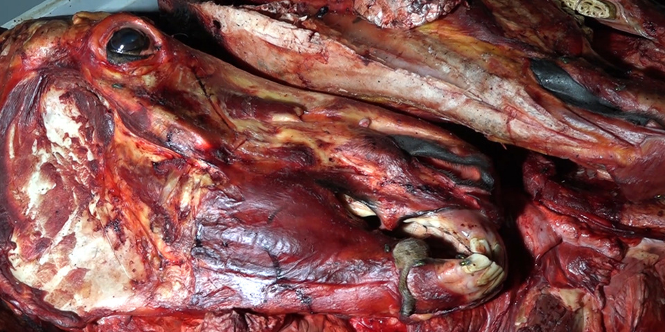 UNE IMPORTANTE QUANTITÉ DE VIANDE DE CHEVAL AINSI QUE DEUX TÊTES RETROUVÉES DANS LEUR CONGÉLATEUR UNE IMPORTANTE QUANTITÉ DE VIANDE DE CHEVAL AINSI QUE DEUX TÊTES RETROUVÉES DANS LEUR CONGÉLATEUR