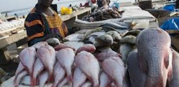 Maladie 'mystérieuse" : Psychose à Mbour, les clients désertent les vendeurs de poissons