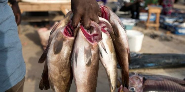 Grève des mareyeurs du Sénégal : Pas de poissons pendant 3 jours