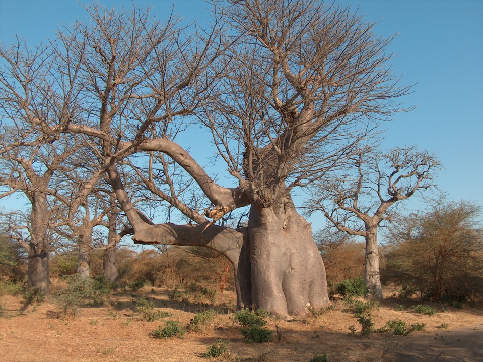 BIENTOT LA FIN DES BAOBABS MILLENAIRES DE BANDIA: «Les Ciments du Sahel» lance sa nouvelle usine en 2022 BIENTOT LA FIN DES BAOBABS MILLENAIRES DE BANDIA: «Les Ciments du Sahel» lance sa nouvelle usine en 2022