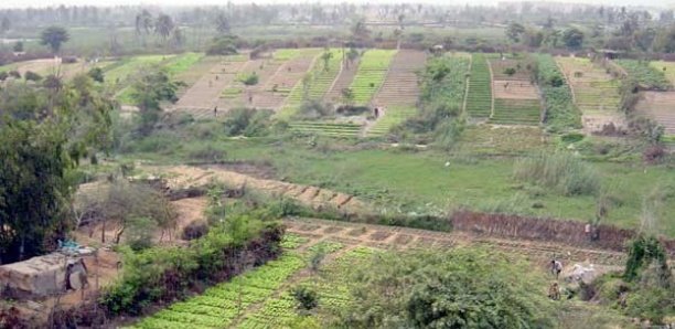 Bradage foncier, pollution : La zone des Niayes, un périmètre en Danger (Pastef)