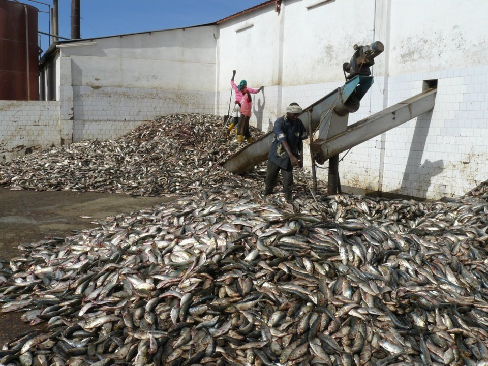 Exportation de farine et d'huile de poisson selon greenpeace: Les petits poissons pélagiques des côtes de l’Afrique de l’Ouest pillés pour nourrir des animaux en Europe Exportation de farine et d'huile de poisson selon greenpeace: Les petits poissons pélagiques des côtes de l’Afrique de l’Ouest pillés pour nourrir des animaux en Europe
