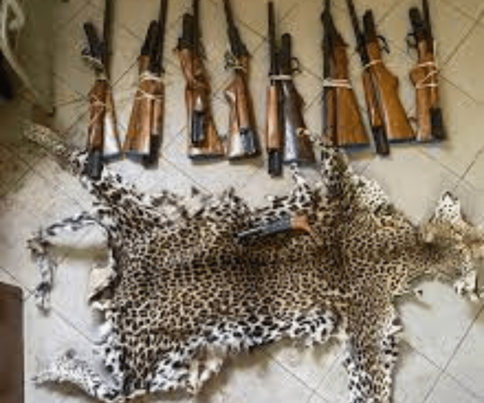 Criminalité faunique : 9 fusils de calibre 12 et une peau de léopard saisis à Kolda Criminalité faunique : 9 fusils de calibre 12 et une peau de léopard saisis à Kolda
