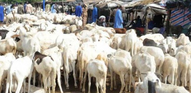 Envolée des prix des petits ruminants : Sédhiou dans l'attente des moutons en provenance du Mali