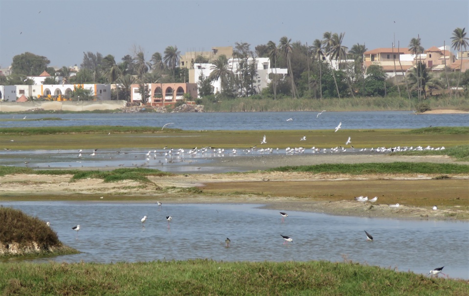 HORREUR AU TECHNOPOLE DE PIKINE: Le corps en décomposition avancée d’un malade mental repêché des eaux sales HORREUR AU TECHNOPOLE DE PIKINE: Le corps en décomposition avancée d’un malade mental repêché des eaux sales