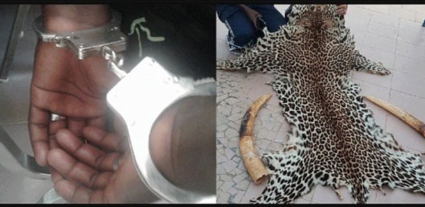 Criminalité faunique : Un réseau de Nigériens arrêté à Kédougou