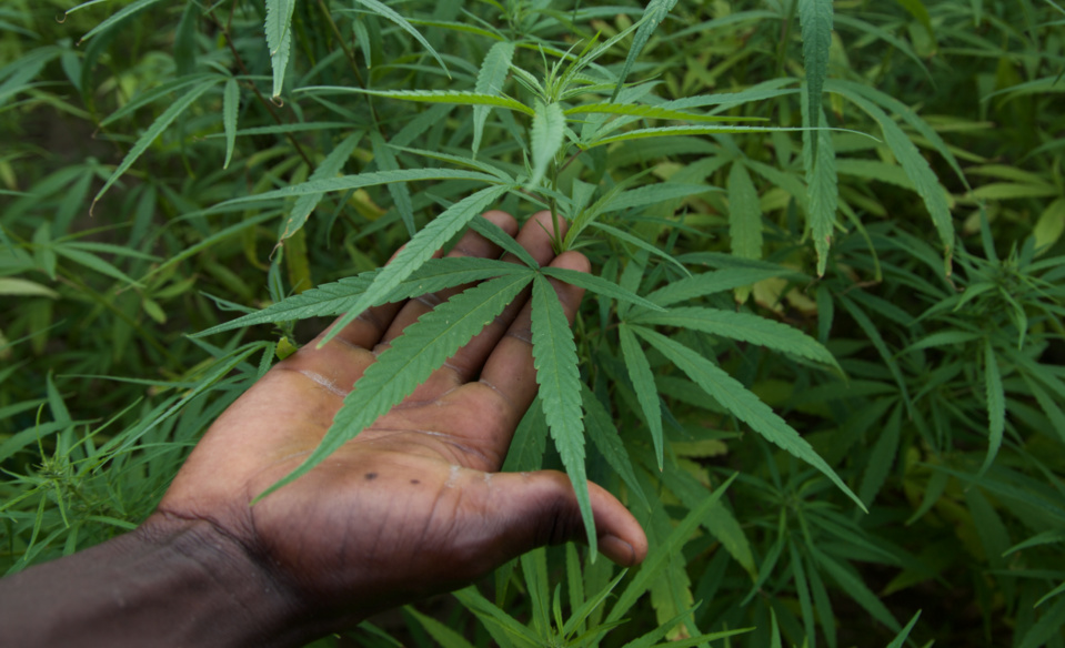 CULTURE DE CANNABIS DANS UN JARDIN À TIVAOUANE PEULH: Un Bissau-Guinéen tombe avec 20 plantes dissimulées dans des pieds de légumes et 88 cornets de yamba CULTURE DE CANNABIS DANS UN JARDIN À TIVAOUANE PEULH: Un Bissau-Guinéen tombe avec 20 plantes dissimulées dans des pieds de légumes et 88 cornets de yamba