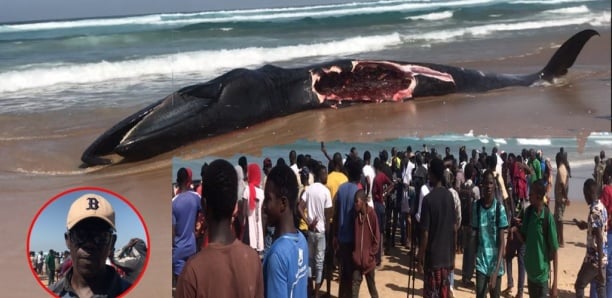 Baleine morte échouée sur la plage Diamalaye