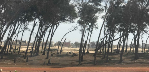 MAMADOU DIOUF TUÉ À COUP DE COUTEAU DANS LA BANDE DE FILAOS DE WAKHINANE-NIMZATT:  Abdou Khoudoss Diop, arrêté avec le téléphone portable de la victime, risque 3 ans de prison ferme pour recel