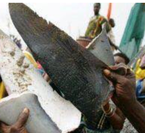 Marchandises prohibées et 1600 kg d'ailerons de requin saisis à Kébémer