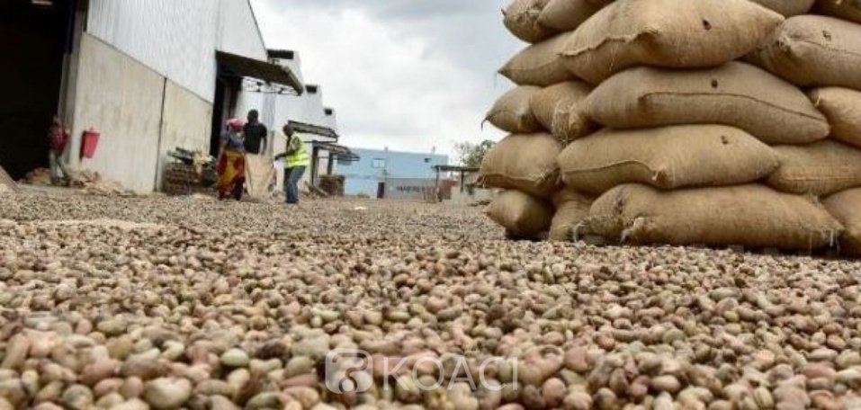 TRANSPORT DES NOIX DE CAJOU PAR VOIE TERRESTRE: Les dockers du port de Ziguinchor menacent de marcher TRANSPORT DES NOIX DE CAJOU PAR VOIE TERRESTRE: Les dockers du port de Ziguinchor menacent de marcher