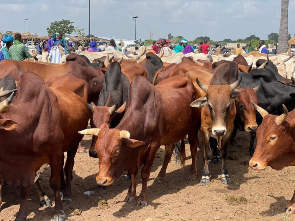 Des bœufs d’une valeur de 1,5 milliard distribués dans les foyers religieux pour le Gamou