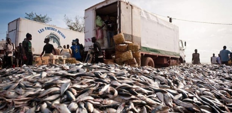 Développement de l'industrie de farine et d'huile de poisson : La sécurité alimentaire au Sénégal et en Mauritanie menacée (Greenpeace) Développement de l'industrie de farine et d'huile de poisson : La sécurité alimentaire au Sénégal et en Mauritanie menacée (Greenpeace)