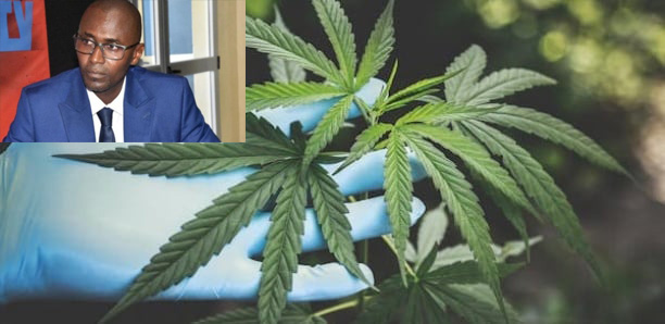 Kafountine : Le maire David Diatta plaide pour la légalisation de la culture du cannabis