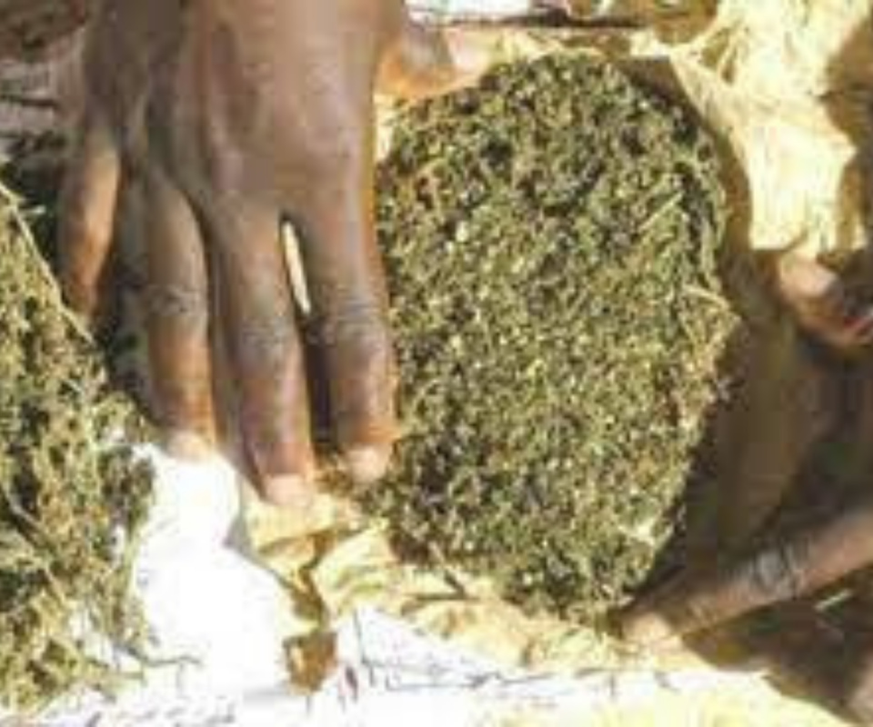 SAISIE DE 270 KG DE CHANVRE INDIEN A DIOKOUL/RUFISQUE : Un dealer notoire, une épouse d’un autre baron et la mère de celui-ci arrêtés