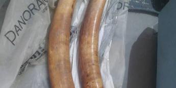 Un Sénégalais en possession de deux défenses d'éléphant et de 90 bijoux de luxe en ivoire sculpté arrêté