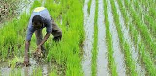 CAMPAGNE AGRICOLE 2023-2024 : Kaffrine conforte sa domination sur l’arachide, Kolda devient la première région rizicole du Sénégal