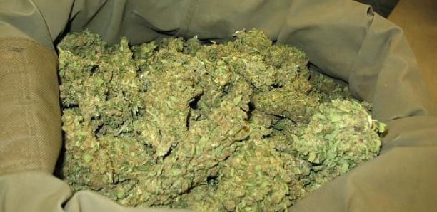 Saisie de 83 kg de chanvre indien, une pirogue et une moto