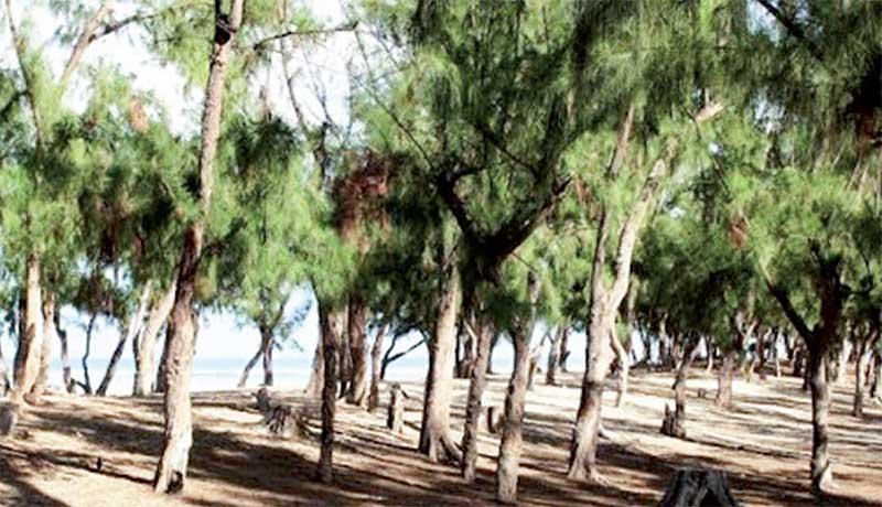 Déclassification de la bande des filaos à Guédiawaye : les jeunes sur le pied de guerre