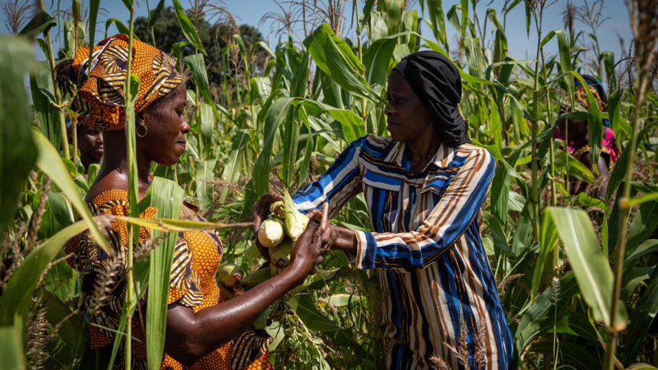CAMPAGNE AGRICOLE 2024-2025 : L’Etat subventionne les semences et plants pour soulager les producteurs