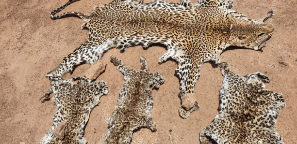 CRIMINALITE FAUNIQUE A KEDOUGOU : Deux présumés braconniers arrêtés dont un Guinéen