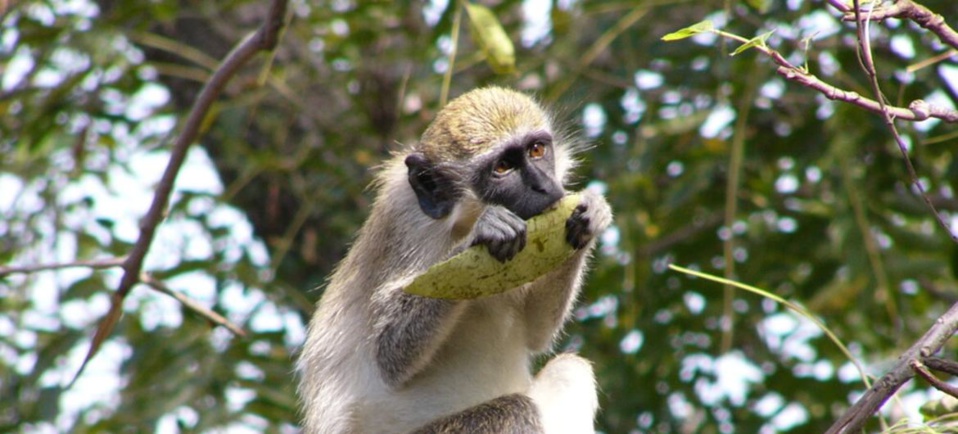 RETRAIT DU PARC NATIONAL DU NIOKOLO-KOBA DE LA LISTE DU PATRIMOINE MONDIAL EN PERIL DE L’UNESCO : Le ministre de l’Environnement satisfait RETRAIT DU PARC NATIONAL DU NIOKOLO-KOBA DE LA LISTE DU PATRIMOINE MONDIAL EN PERIL DE L’UNESCO : Le ministre de l’Environnement satisfait