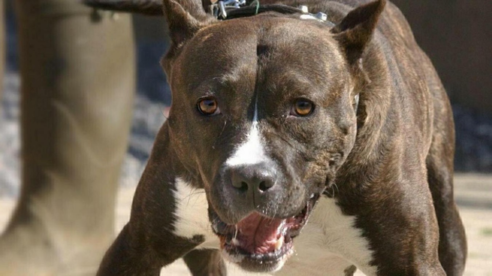 ARRESTATION MUSCLEE A CITE SOTIBA/PIKINE TECHNOPOLE : Un homme se retranche chez lui et lâche son chien Pitbull qui mord un des policiers ARRESTATION MUSCLEE A CITE SOTIBA/PIKINE TECHNOPOLE : Un homme se retranche chez lui et lâche son chien Pitbull qui mord un des policiers