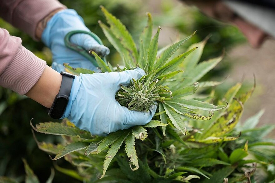 2,7 KG de cannabis interceptés à l’Aéroport Blaise Diagne