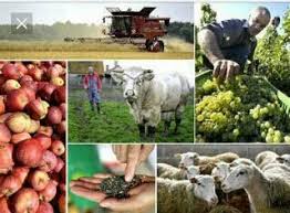 AGRICULTURE 792.160 ménages pratiquent l'élevage contre 648.052 ménages pour l’agriculture au sens strict