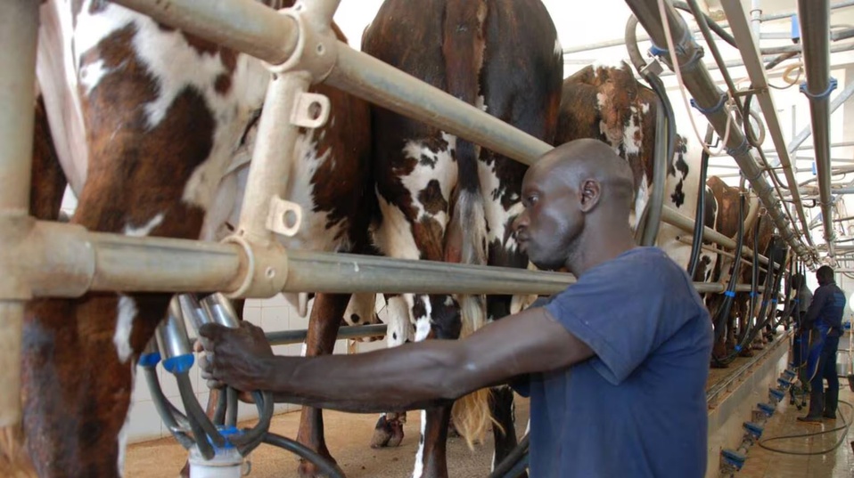 Le Sénégal intensifie ses efforts dans l’amélioration génétique pour booster l’élevage Le Sénégal intensifie ses efforts dans l’amélioration génétique pour booster l’élevage