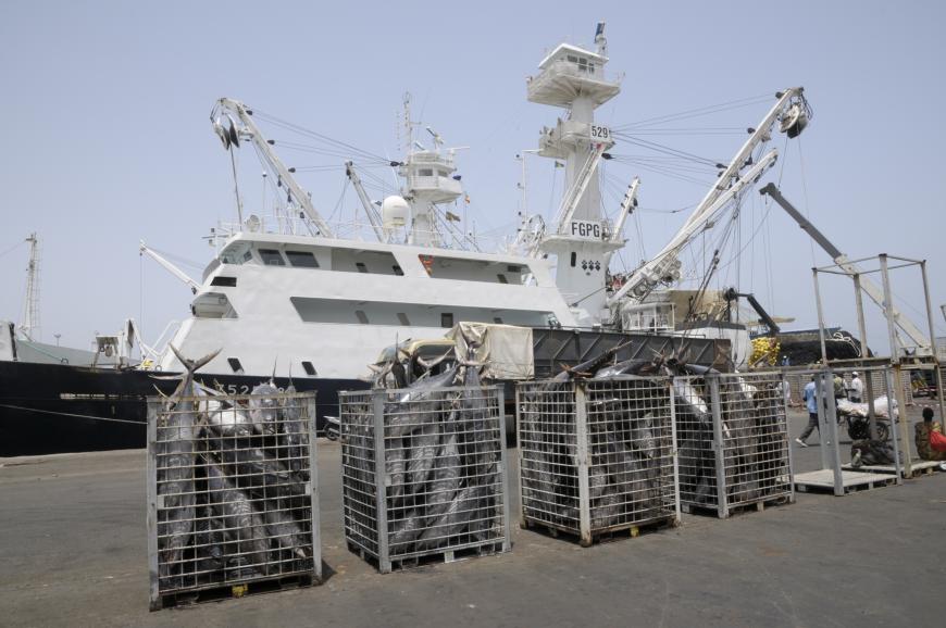 Port : Fortunes diverses des débarquements de la pêche artisanale et industrielle