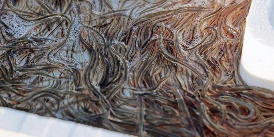 UN RESEAU D’INTENSE TRAFIC DE CIVELLES TOMBE A NANTES : Les Chinois opéraient entre Nantes, Hong Kong et le Sénégal