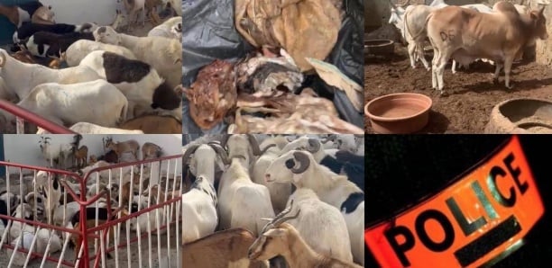 SAINT-LOUIS : Démantèlement d’un réseau de voleurs de bétail en pleine activité