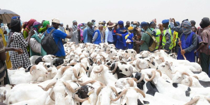 APPROVISIONNEMENT EN MOUTONS POUR LA TABASKI 2025 : Les éleveurs sénégalais face à un marché incertain