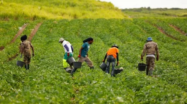 Migration circulaire Sénégal/Espagne : 89 travailleurs saisonniers enrôlés