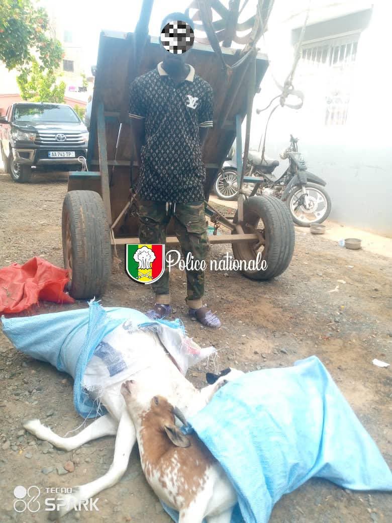 DIAMAGUÈNE SICAP MBAO : Un homme interpellé pour tentative de vente de viande impropre à la consommation