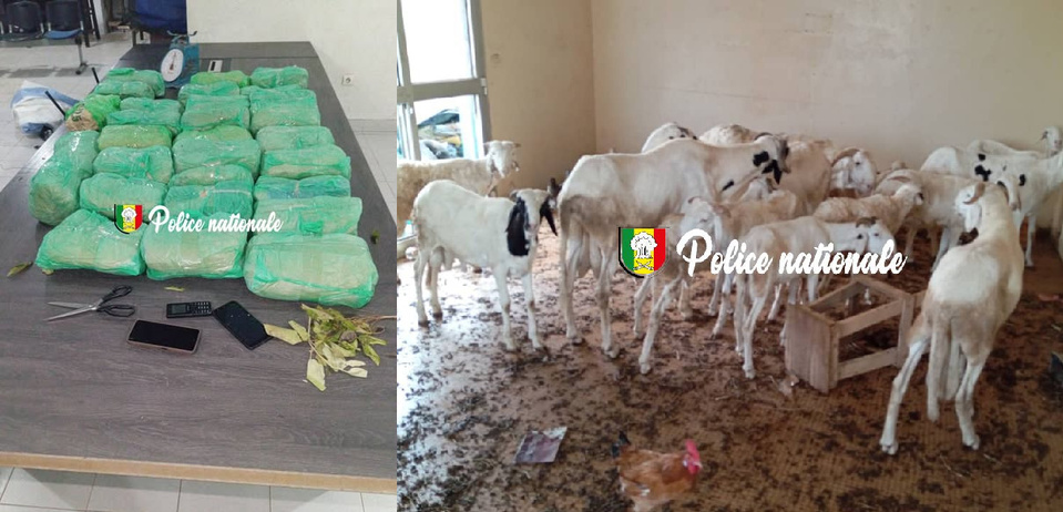 Démantèlement d'un réseau de trafic de drogue à Thiaroye Démantèlement d'un réseau de trafic de drogue à Thiaroye
