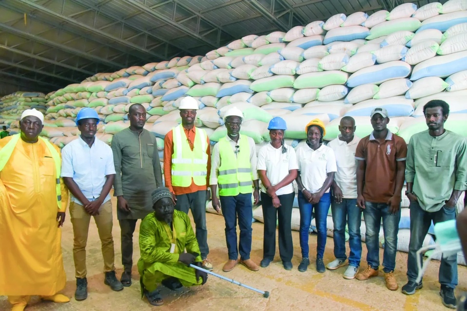 Riz : production record de 420.000 tonnes dans la vallée du fleuve Sénégal en 2025