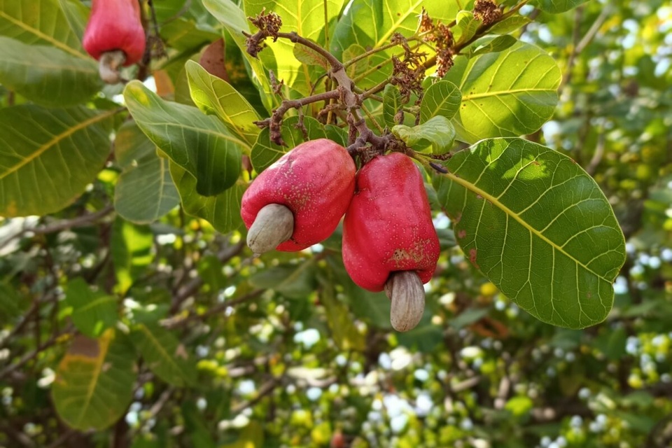 HORREUR A BOUNE VILLAGE : Un homme trouvé mort et pendu à un anacardier dans la forêt classée HORREUR A BOUNE VILLAGE : Un homme trouvé mort et pendu à un anacardier dans la forêt classée