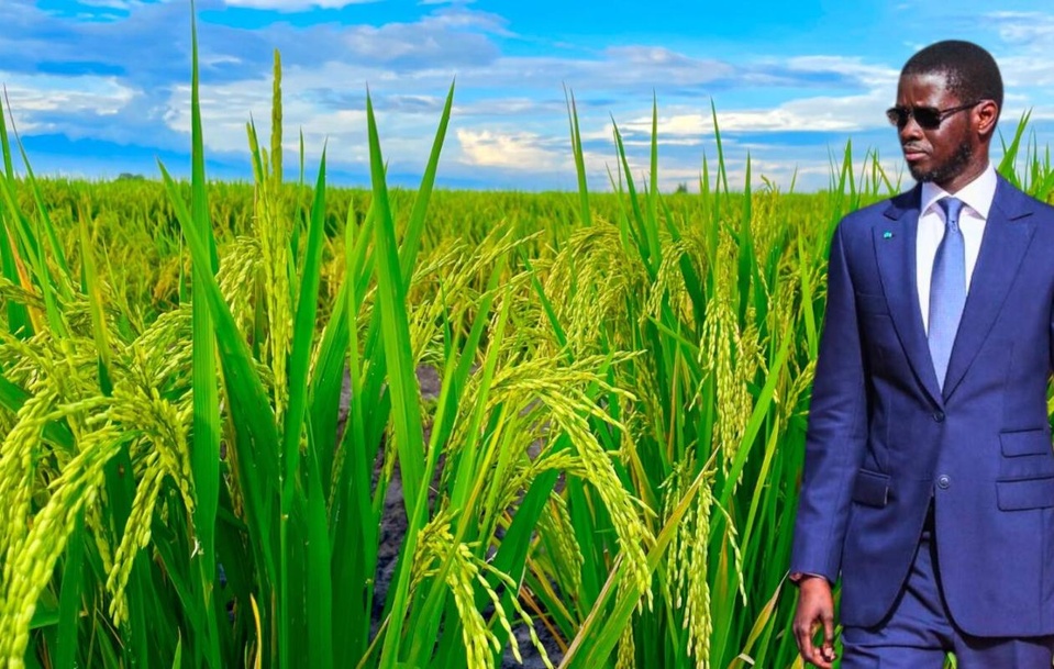 SOUVERAINETE ALIMENTAIRE : Bassirou Diomaye Faye fixe les priorités sur la nouvelle politique agricole, la campagne de commercialisation et la promotion du consommer local SOUVERAINETE ALIMENTAIRE : Bassirou Diomaye Faye fixe les priorités sur la nouvelle politique agricole, la campagne de commercialisation et la promotion du consommer local