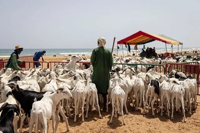 Fièvre de la vallée du Rift (FVR) : 104 cas confirmés, 14 morts, 71 guéris, 2 en hospitalisation