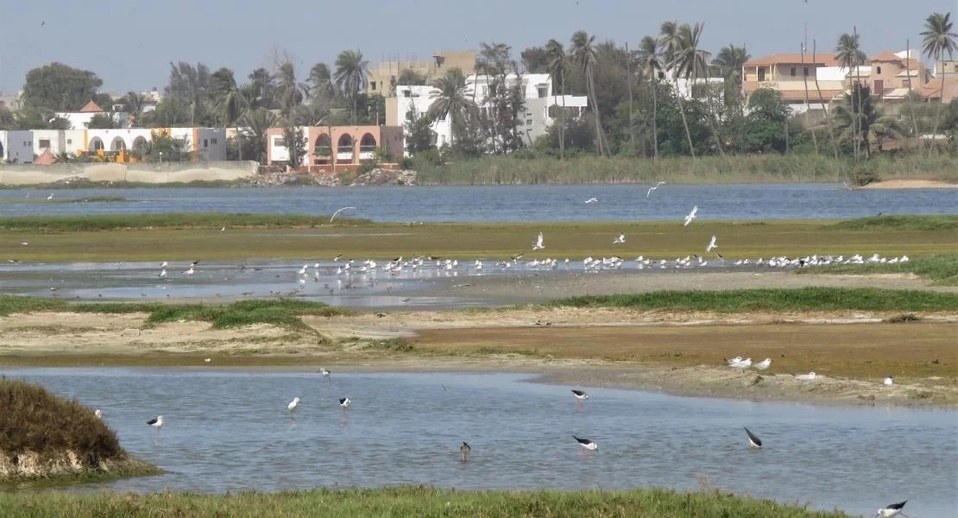 SAISIE RECORD DE 25 KG DE HASCHISCH A PIKINE TECHNOPOLE : Trois trafiquants présumés arrêtés SAISIE RECORD DE 25 KG DE HASCHISCH A PIKINE TECHNOPOLE : Trois trafiquants présumés arrêtés